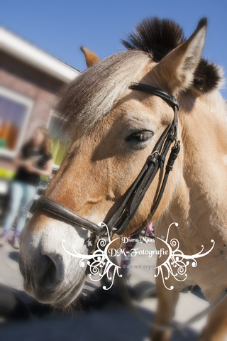 Pony rijden 2013