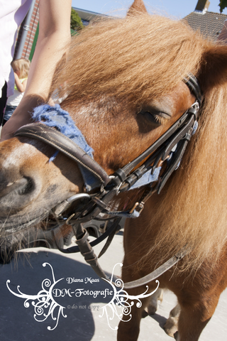Pony rijden 2013